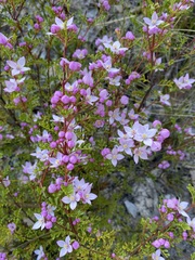 Boronia microphylla