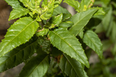 Prostanthera lasianthos