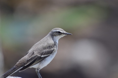 Motacilla capensis capensis