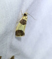 Telecrates laetiorella