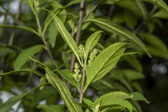 Prostanthera lasianthos