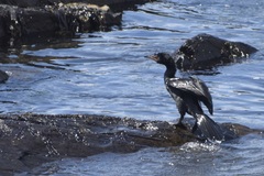 Microcarbo coronatus