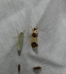 Telecrates laetiorella