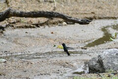 Cynanthus doubledayi