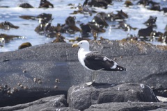 Larus dominicanus vetula