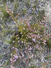 Boronia microphylla