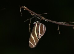 Heliconius charithonia vazquezae