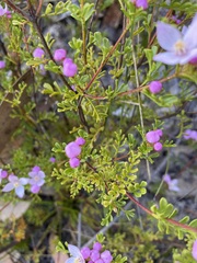 Boronia microphylla
