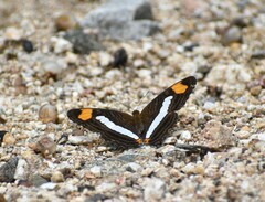Adelpha iphicleola iphicleola