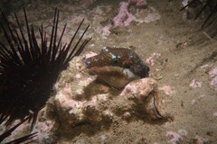 Canthigaster callisterna