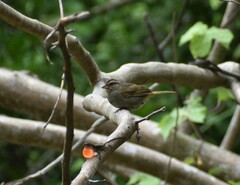 Arremonops rufivirgatus