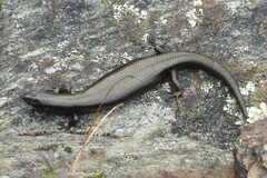 Oligosoma polychroma
