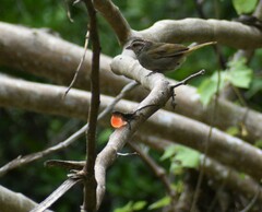 Anolis nebulosus