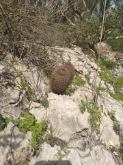 Mammillaria dioica dioica
