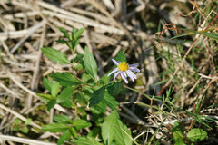 Aster pinnatifidus