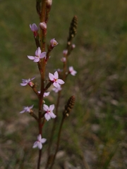 Stylidium graminifolium