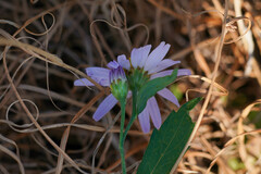 Aster pinnatifidus