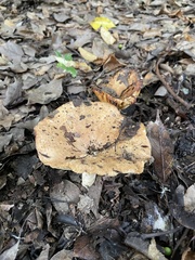Russulaceae