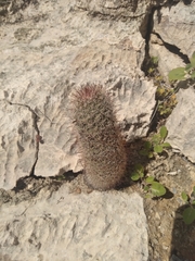Mammillaria dioica dioica