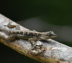 Anolis nebulosus