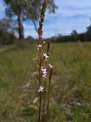 Stylidium graminifolium