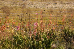 Watsonia borbonica