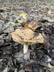 Russulaceae