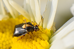 Deraeocoris