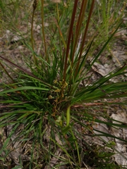Stylidium graminifolium