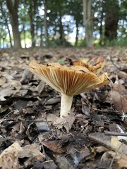 Russulaceae