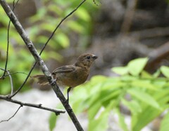 Cyanocompsa parellina