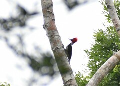 Campephilus guatemalensis