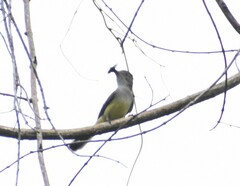 Myiarchus