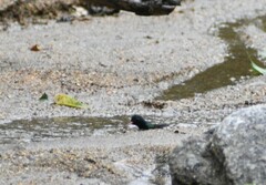 Cynanthus doubledayi