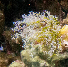 Hydrozoa