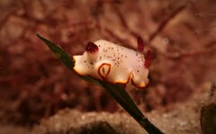 Goniobranchus daphne