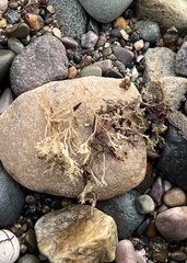 Chondrus crispus