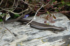 Oligosoma polychroma