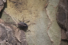 Poecilometis strigatus