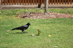 Corvus mellori