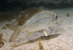 Gerres subfasciatus