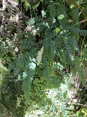 Adiantum cunninghamii