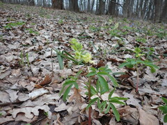 Corydalis cava marschalliana