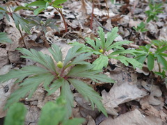Anemonoides ranunculoides