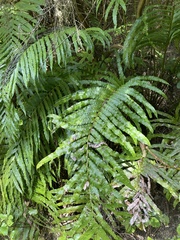 Blechnum triangularifolium