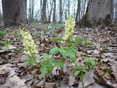Corydalis cava marschalliana