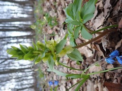 Corydalis cava marschalliana