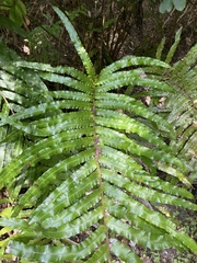 Blechnum triangularifolium