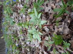 Corydalis cava marschalliana
