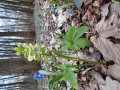 Corydalis cava marschalliana